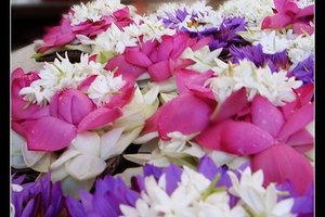 斯里兰卡旅游攻略_斯里兰卡自由行旅游攻略_