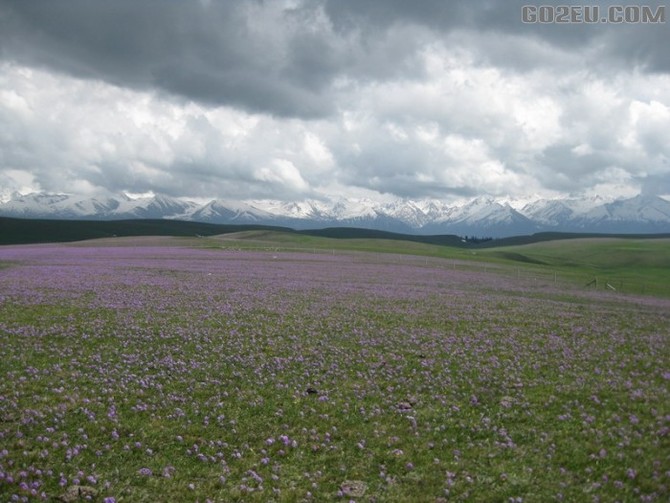 四位退休<em>姐妹</em>十四天新疆伊犁河谷<em>看</em>花之旅园满
