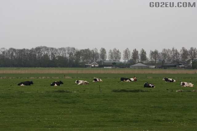 荷兰(库肯霍夫公园+花田,海牙,鹿特丹)旅游小经