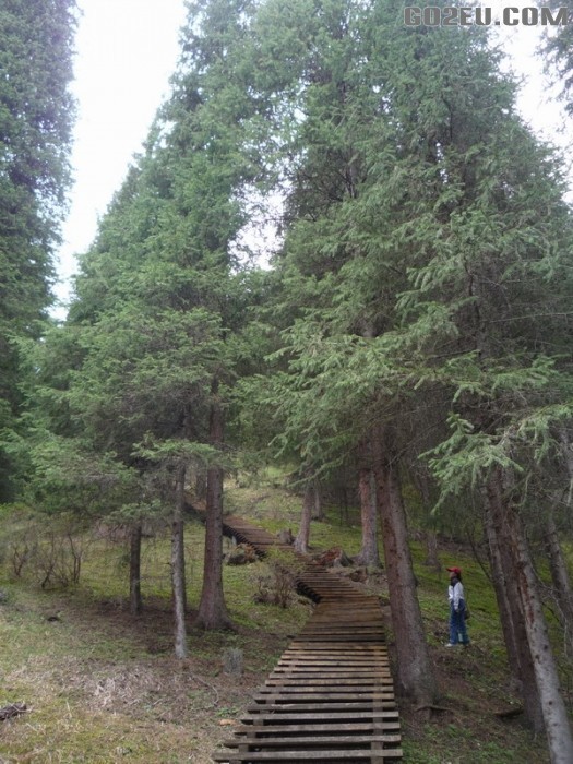 四位退休<em>姐妹</em>十四天新疆伊犁河谷<em>看</em>花之旅园满