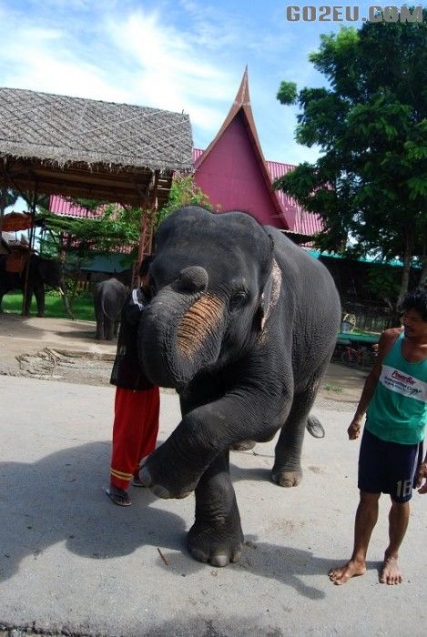 梦游的微游记_泰国大城一日游图片分享_5884