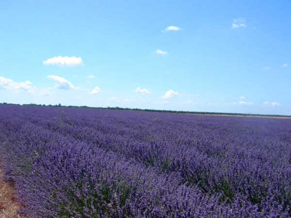 【最实用游记和攻略】-普罗旺斯及巴黎-「背包