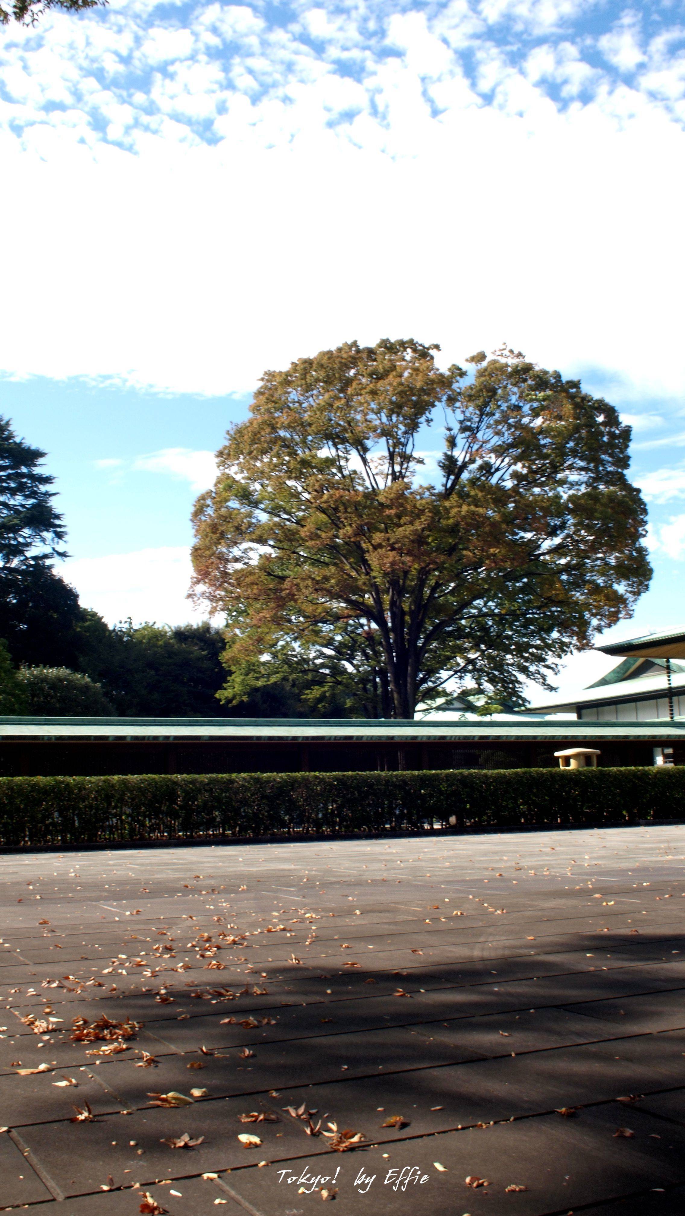 【日本7天东京镰仓箱根,更新完毕!】最后还是