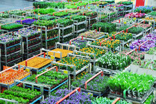 荷兰购物攻略_荷兰购物推荐与购物退税指南 -