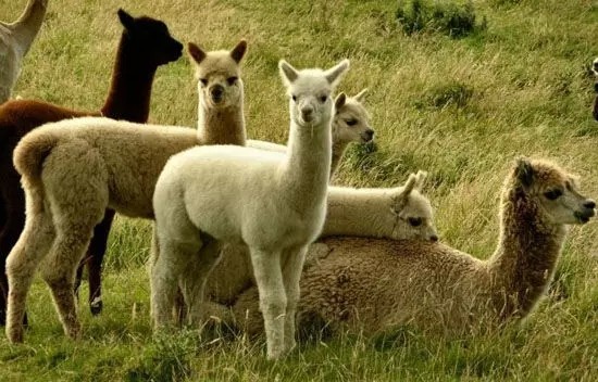 签证 | 秘鲁这样去 - 拉丁美洲\/南极