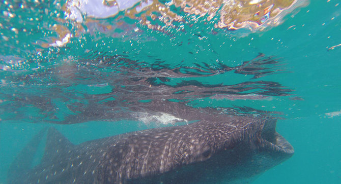 从杜马回来分享一些注意事项+上海赠送Globe