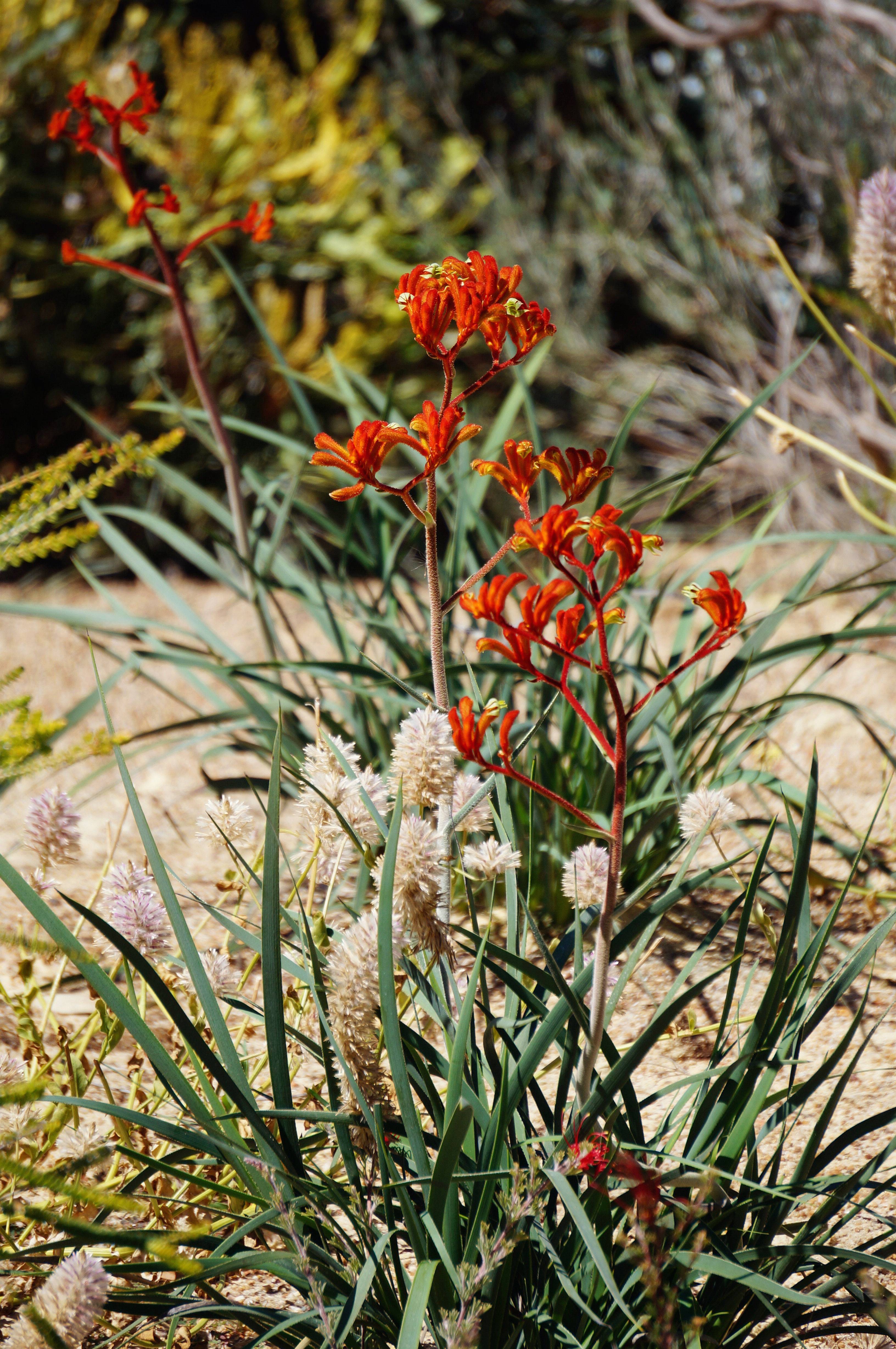 西澳珀斯弗里曼特尔野生动物园尖峰石阵44小