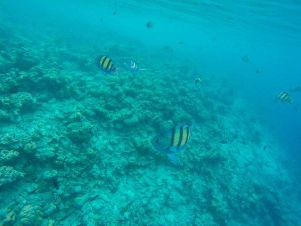 学长老公,追爱五年,密度马尔代夫 - 马尔代夫