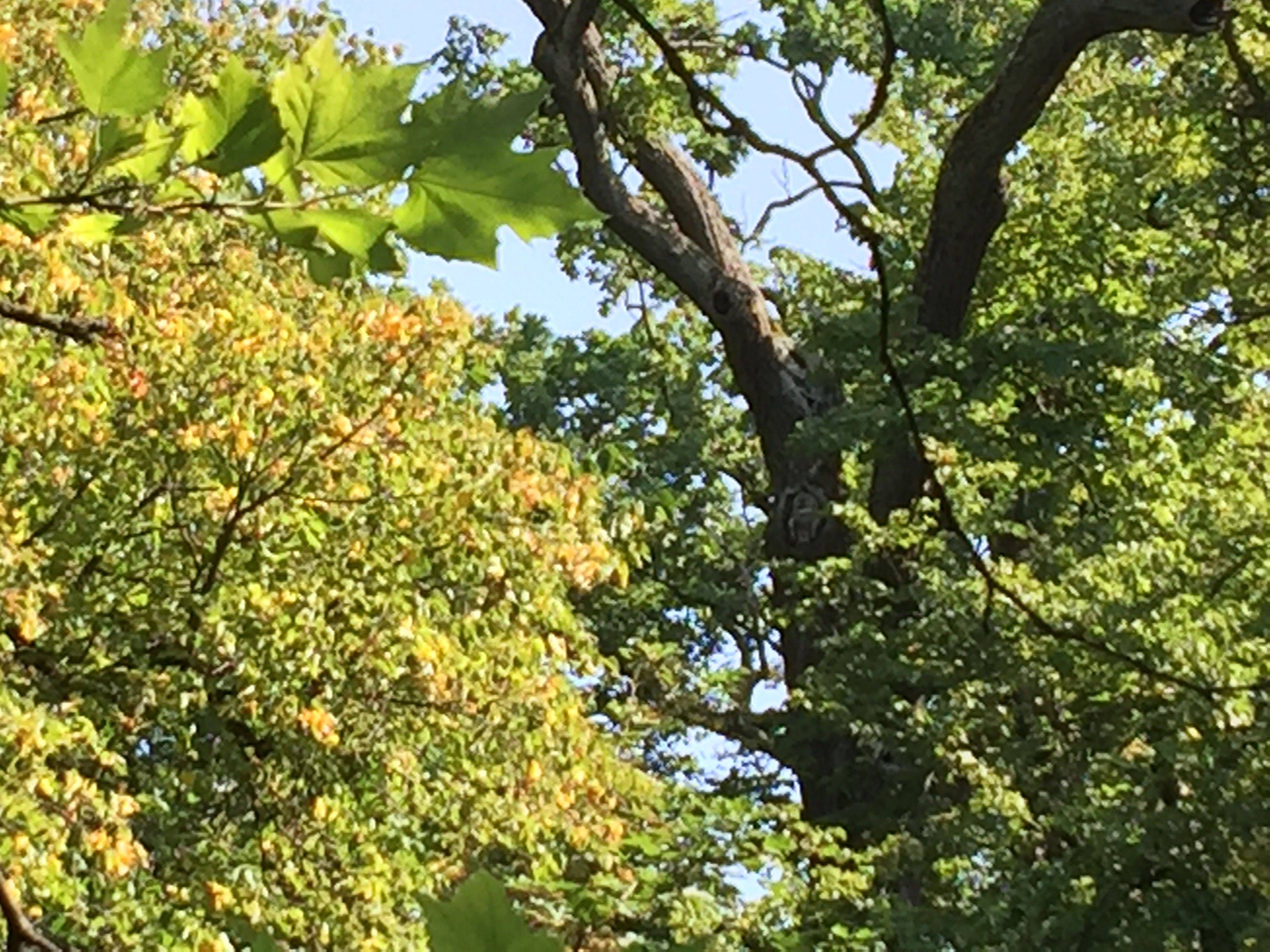 2015年8月德国、奥地利和法国10日自由行 - 德国