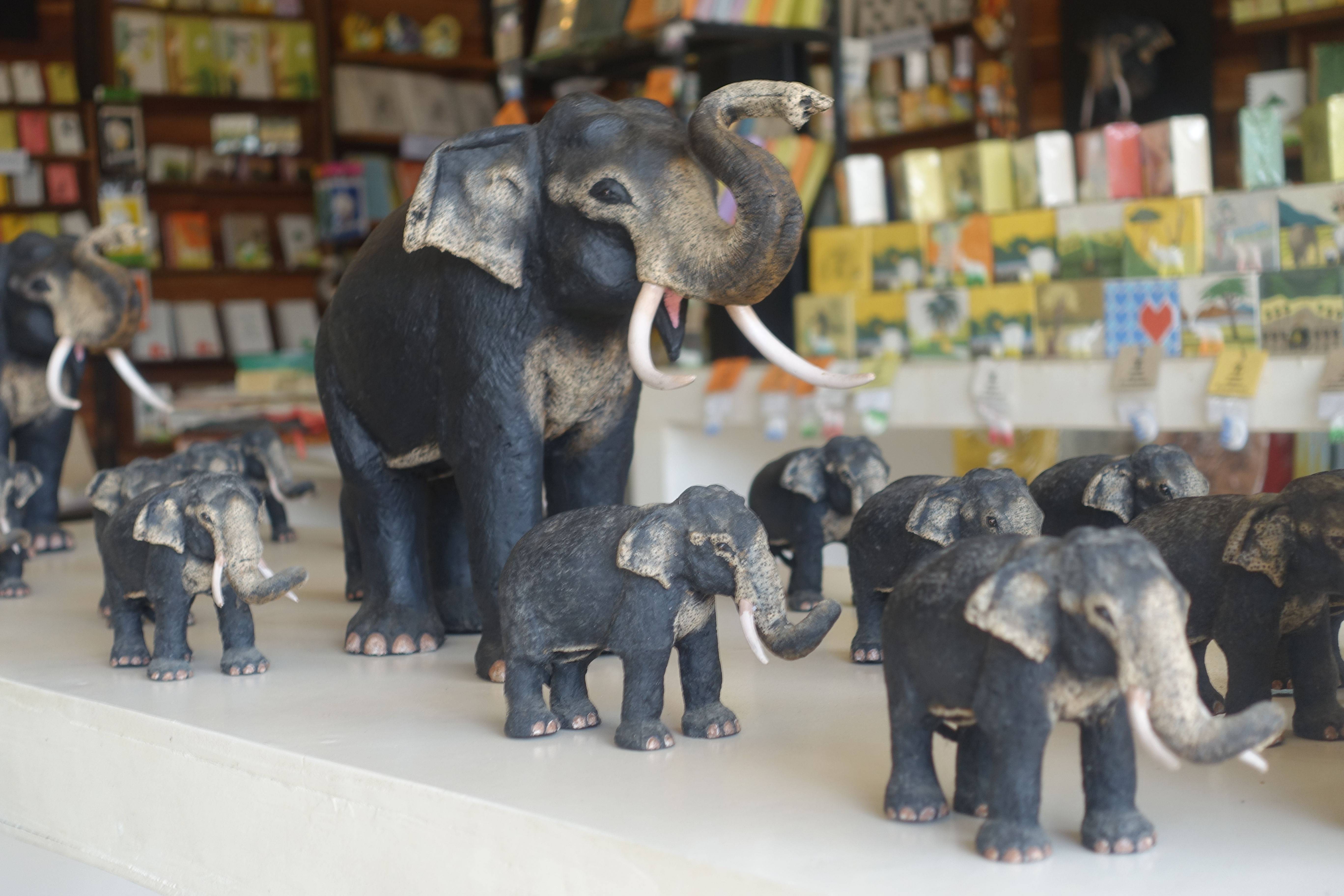 日日思鲸不见鲸的蓝鲸姑娘--斯里兰卡,关于海洋