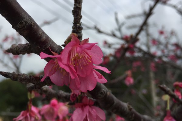 名護市有什么景点 穷游问答