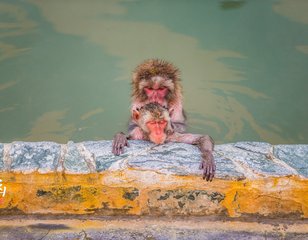 4月初大阪北海道滑雪温泉购物樱花行(9日游)