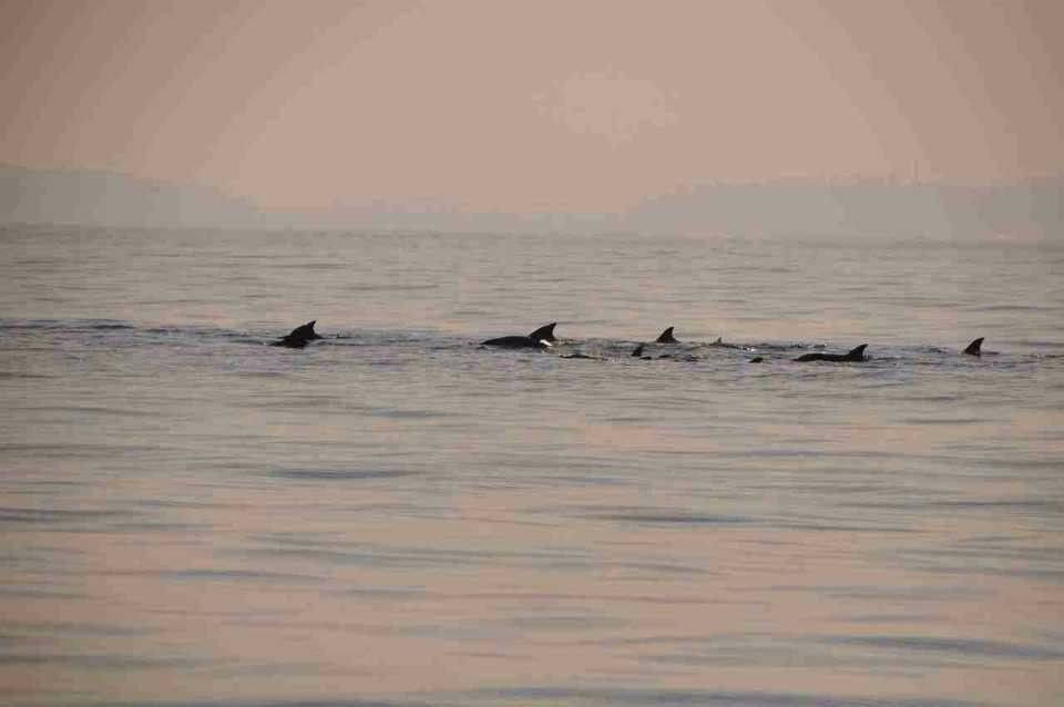 柚走之旅-斯里兰卡十日逗比互黑游,遇见海滨小