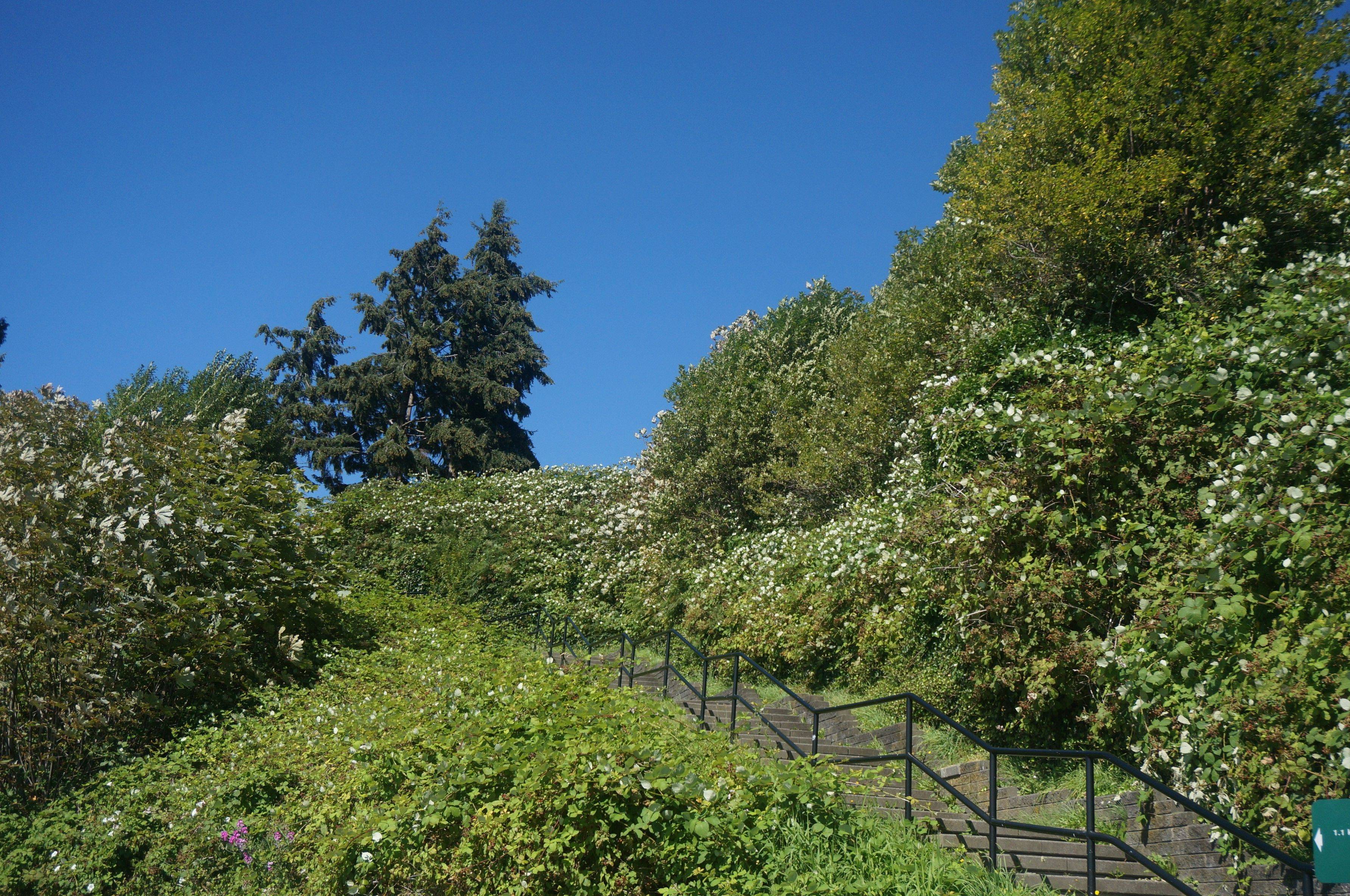 夏日温哥华、多伦多自驾游