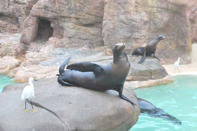 墨西哥陆路潜入SAN DIEGO - 美国 - 论坛 - 穷游