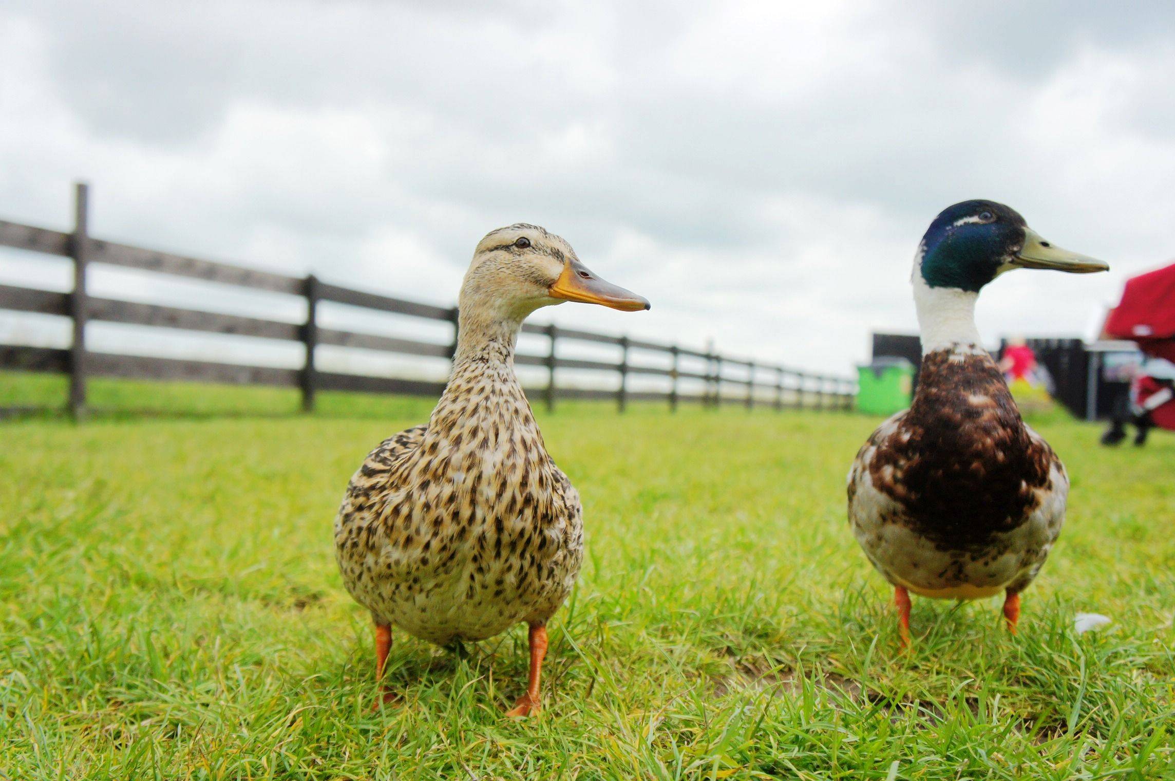 荷兰三日游攻略,吃喝玩乐加住宿省钱法,附加风