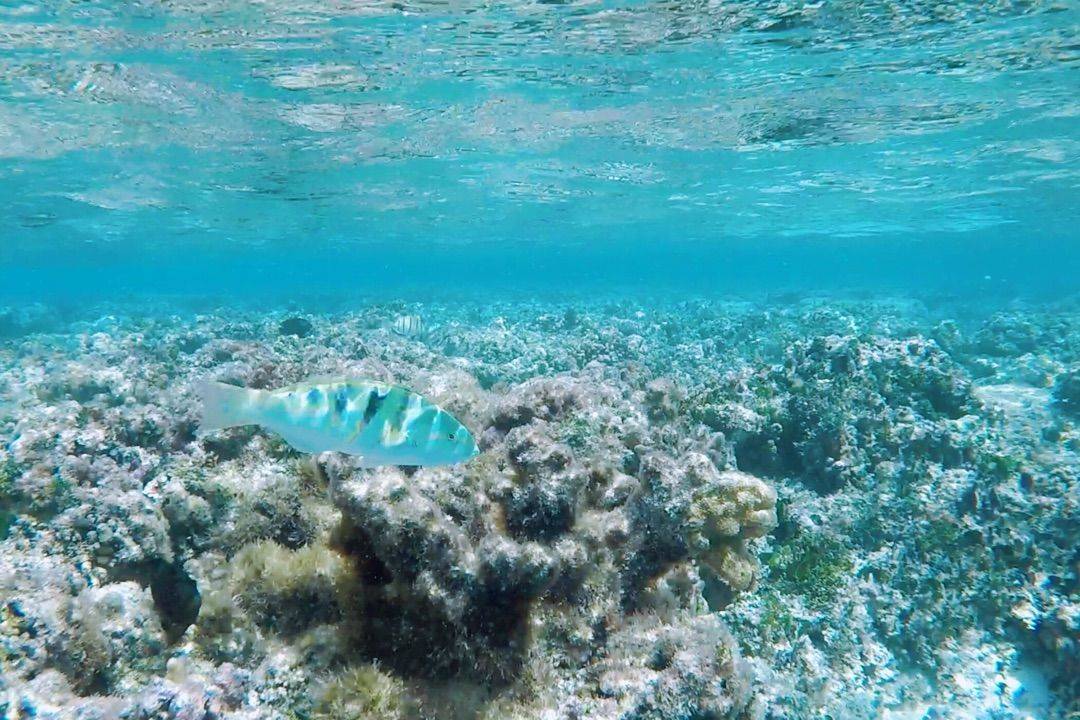 95后澳洲留学生,欧洲跨年行结伴(荷兰跨年音乐