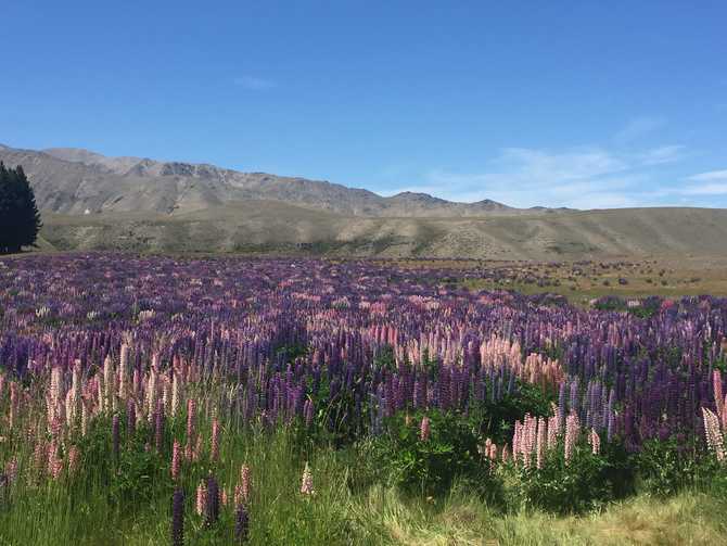 世界这么小之新西兰 南岛自驾环岛游new Zealand