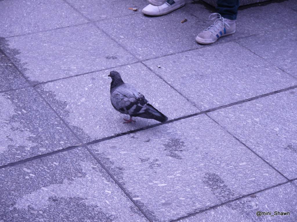 巴黎-巴塞罗那-瓦伦西亚-罗马-佛罗伦萨 16日蜜