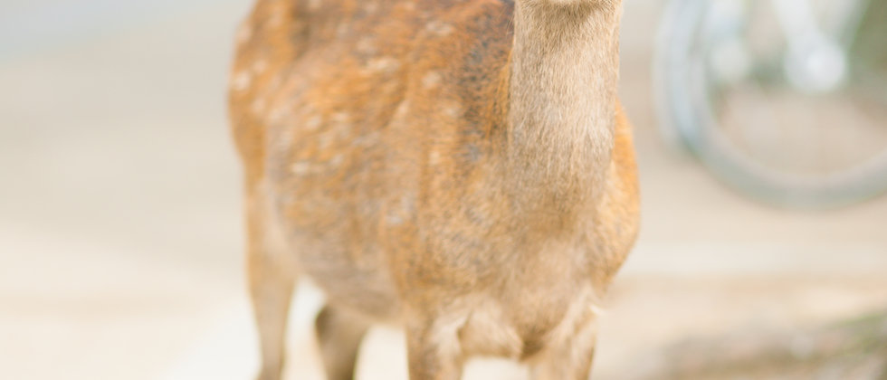 奈良一日游路线