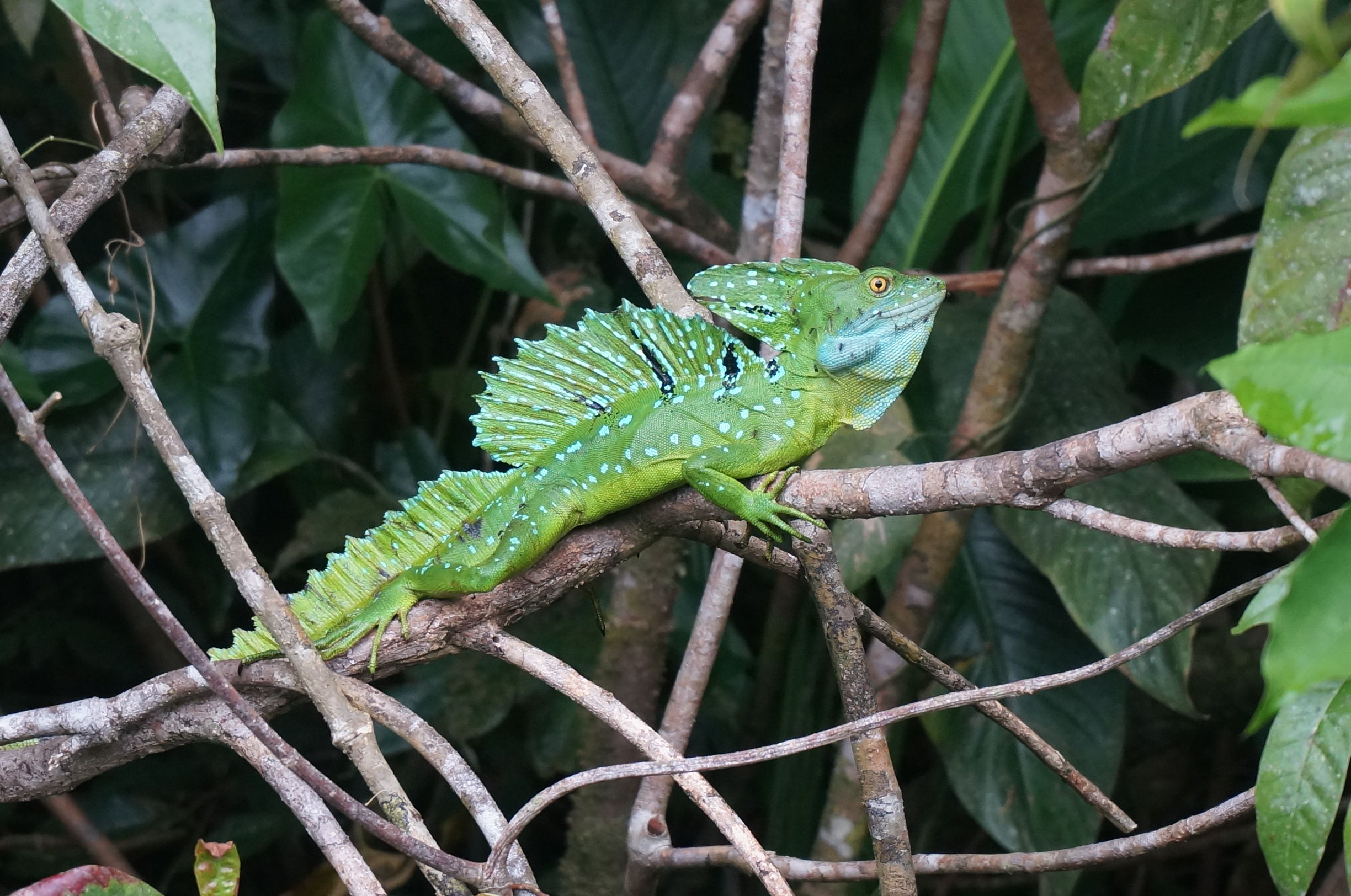Shen Yunhao' Central America Trip费用计算列