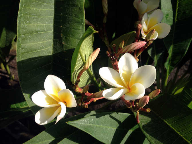 拥抱热情的岛屿巴厘岛的上与下(短片视频不定