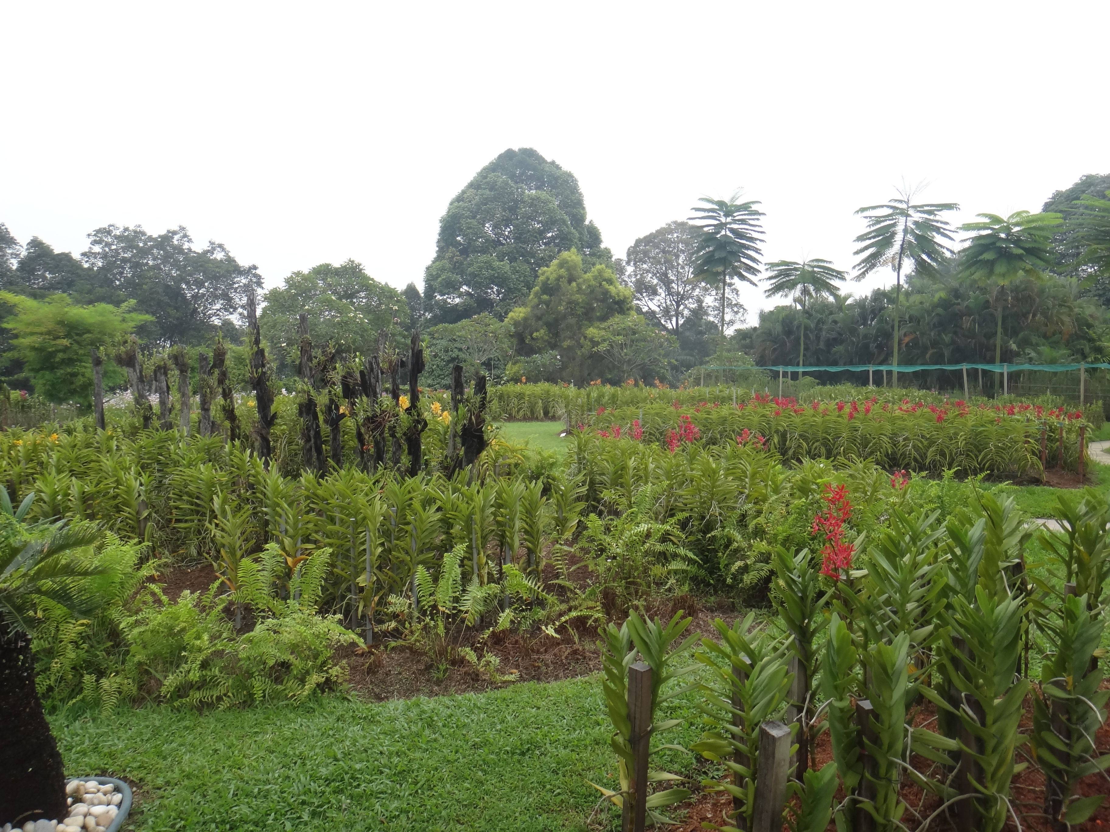 马来西亚深度游之一(吉隆坡+珍拉丁湾Club Me