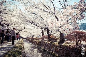 哲学之道景点观光攻略 哲学之道地址 哲学之道门票查询预订 穷游网