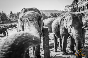 斯里兰卡旅游攻略_斯里兰卡自由行旅游攻略_