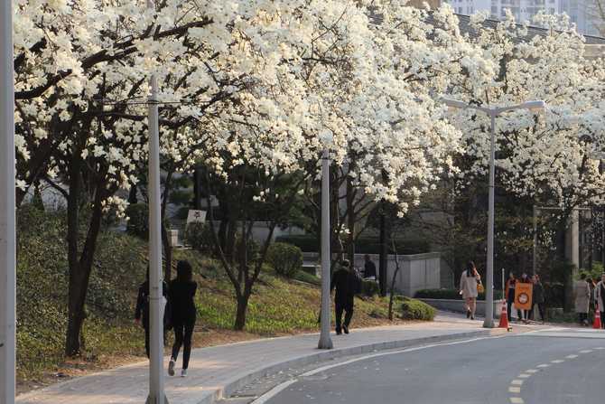 【遇见韩国的春天】首尔、釜山、镇海的8天7