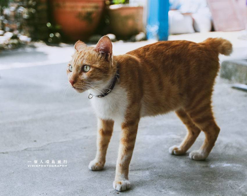 一个人环岛旅行(<em>陈家迷妹</em>16天环岛寻找五月天