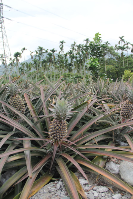 毕业旅行之顺时针方向环岛--台北-花莲-垦丁-高