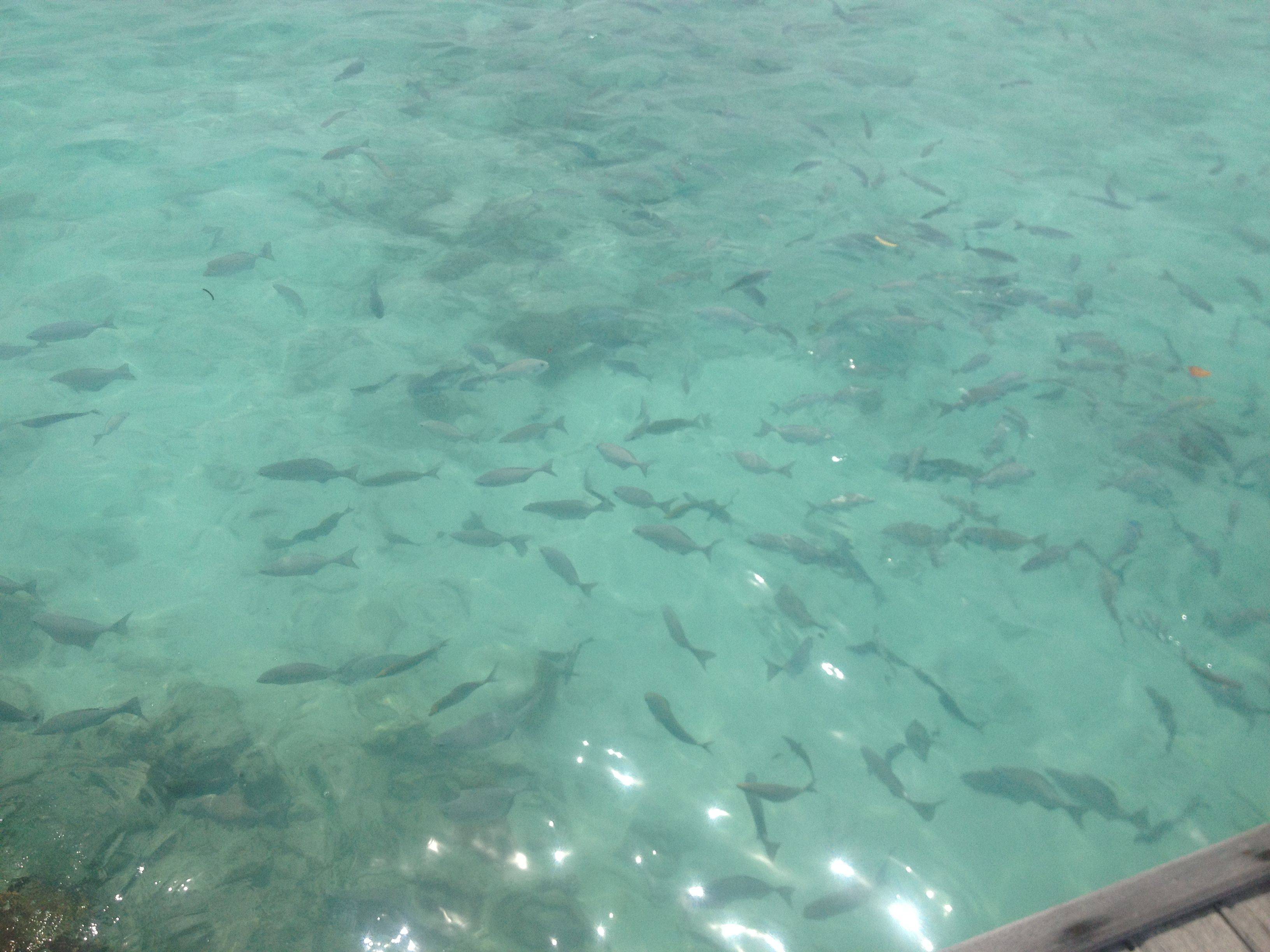 马尔代夫班度士岛详细实用攻略