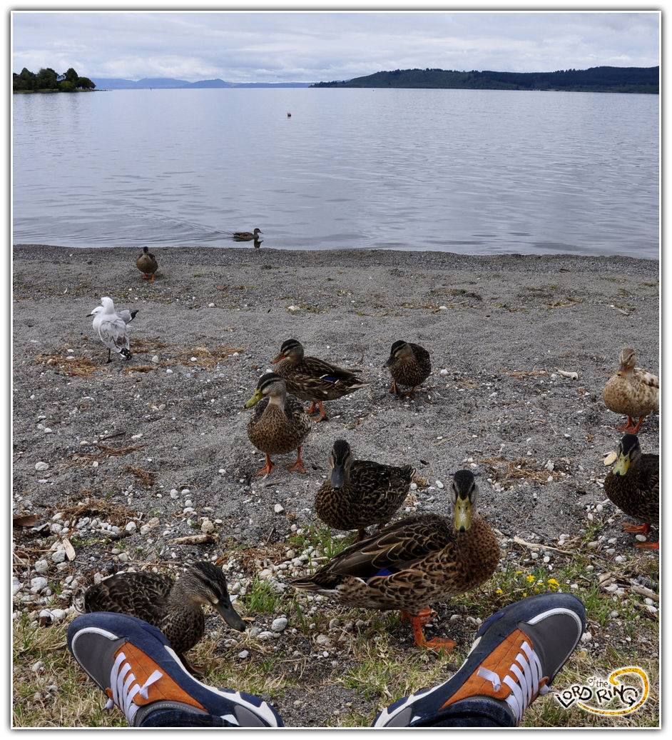 生命的天堂-NZ21天旅行日志(8字型环游南北岛