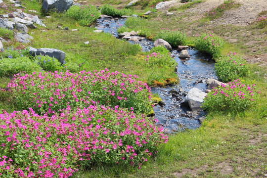 西雅图雷尼尔山国家公园与温哥华维多利亚港选