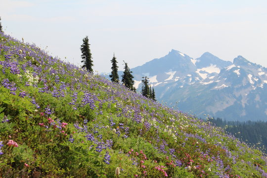 西雅图雷尼尔山国家公园与温哥华维多利亚港选