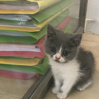 在威尼斯mestre?主岛?威尼斯mestre火车站和