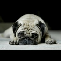 陈令狐冲