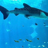 奥地利签证 直送上海领馆 一天出签(成年学生+