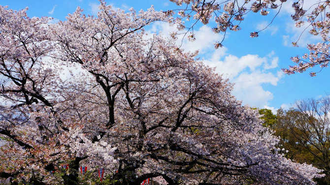 广州直飞东京5天往返含税机票(含签证)_特价机