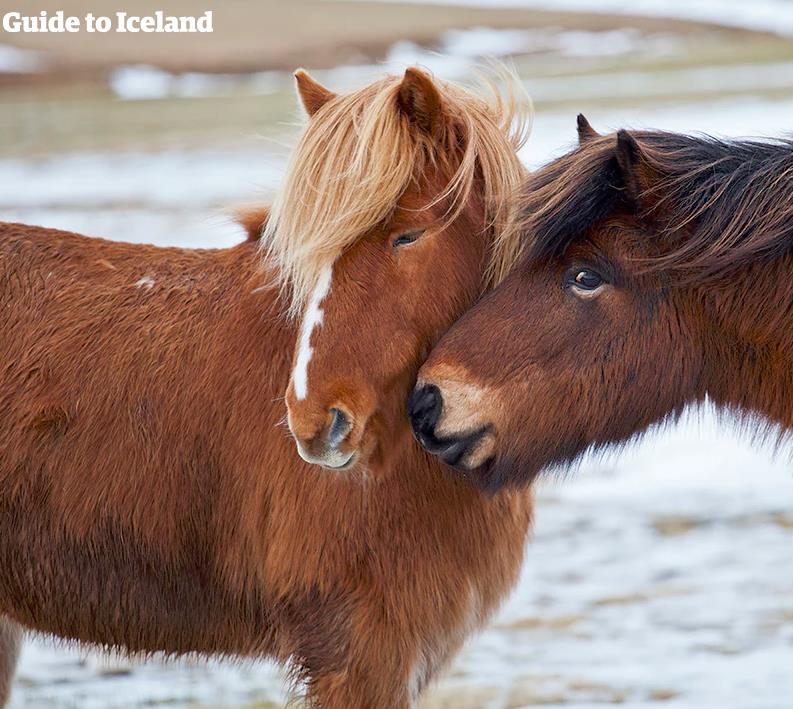 夏天去北欧哪个国家比较好?冰岛、挪威、丹麦