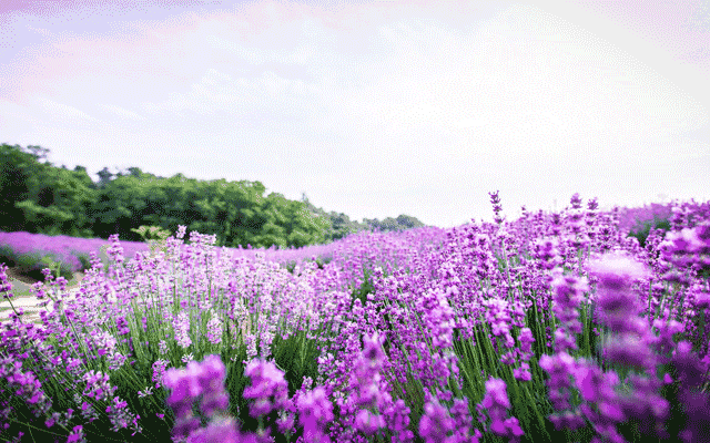 穷游商城 定制游 全国出发北海道7日赏花之旅 漫步薰衣草花海 打卡洞爷湖网红温泉 在北海道 神宫许愿 农场喂萌宠 品尝薰衣草味冰激凌 赠境外险 特价自由行预订 打折促销优惠