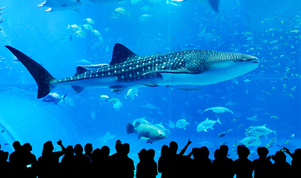 可订当日 日本大阪海游馆电子门票水族馆门票扫码入园 特价城市玩乐预订 自由行特价团购促销优惠 穷游折扣 一起发现最世界