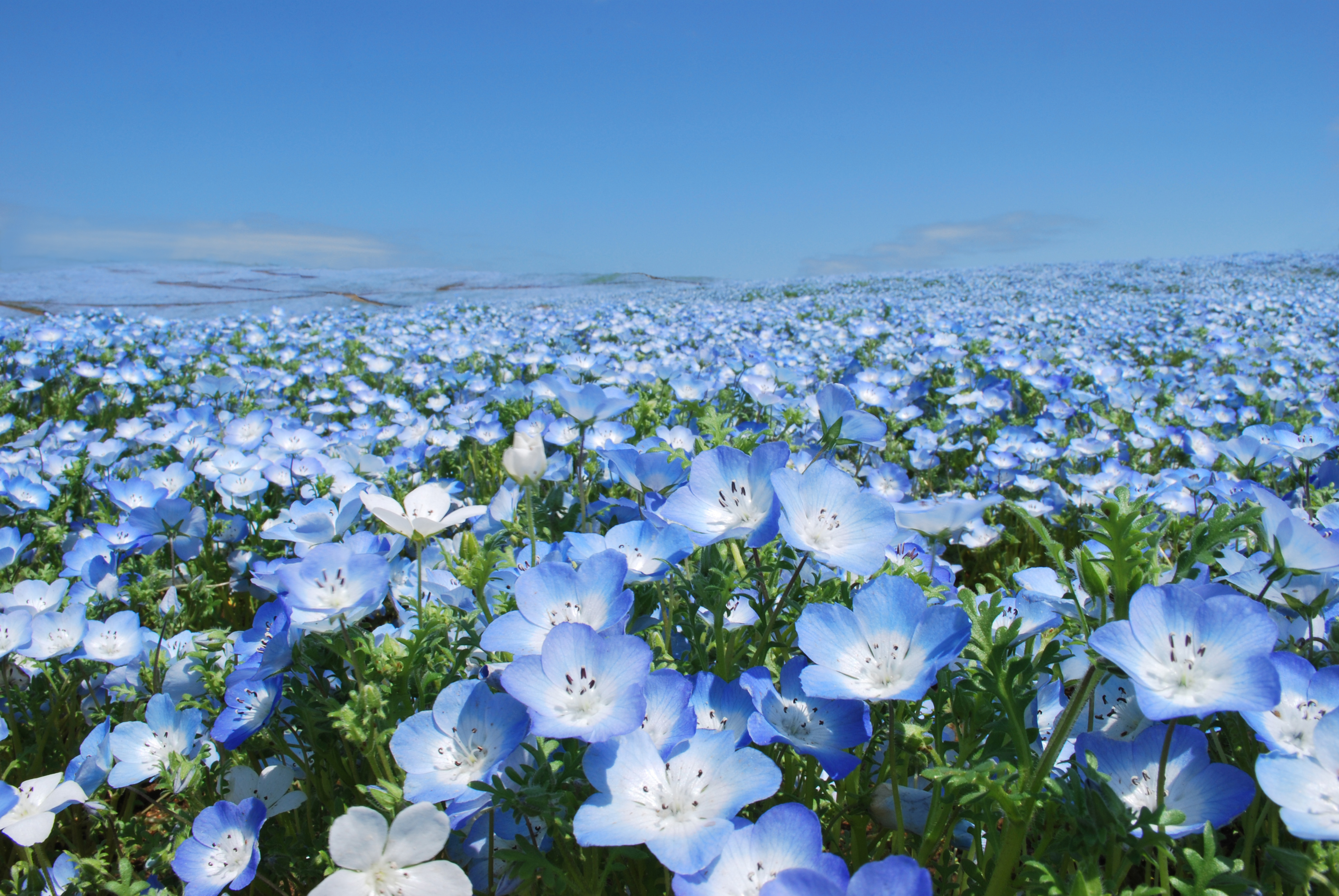 穷游商城 321秒杀 日本茨城粉蝶花海常陆海滨公园加摘草莓任吃30分钟一天团 Fs 01 特价城市玩乐预订 打折促销优惠 穷游网