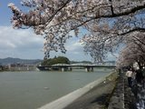 樱花季节——————名古屋