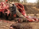 狂野非洲1 屠戮大象（内脏横流，污血满地，提醒你了啊）