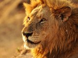 11年国庆南非Safari日记+花园大道至开普敦自驾