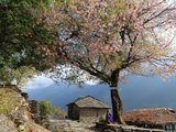 徒步尼泊尔，当那樱花开遍喜马拉雅——加都+poonhill（全文完）