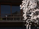 我在这里看到了春天...-京都纪行(2011.4.4-4.7) 更新完毕