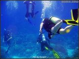 潜入深蓝-大堡礁潜水照片Diving the Great Barrier Reef